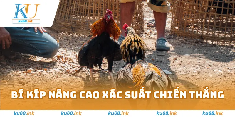 Đá Gà Ku68 – Sân Chơi Chiến Kê Máu Lửa, Đặt Cược Đỉnh Cao 3 Bí kíp nâng cao xác suất chiến thắng