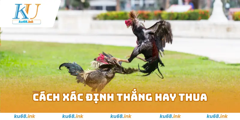 Cách xác định thắng hay thua trong đá gà Thomo