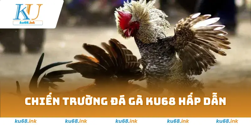 Đá Gà Ku68 – Sân Chơi Chiến Kê Máu Lửa, Đặt Cược Đỉnh Cao 1 Chiến trường đá gà Ku68 hấp dẫn