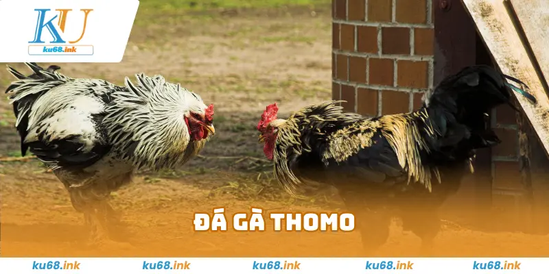 Đá Gà Thomo Ku68 - Đấu Trường Chiến Kê Đầy Kịch Tính