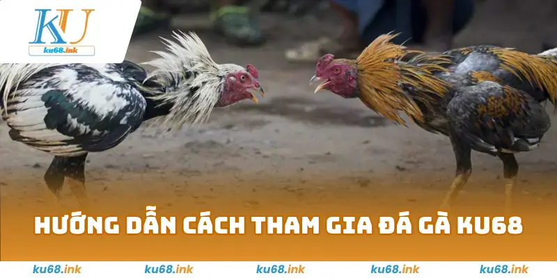 Đá Gà Ku68 – Sân Chơi Chiến Kê Máu Lửa, Đặt Cược Đỉnh Cao 2 Hướng dẫn cách tham gia đá gà Ku68