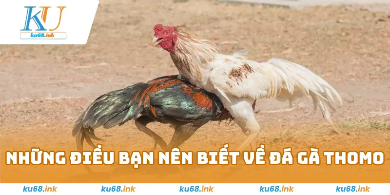 Những điều bạn nên biết về đá gà Thomo