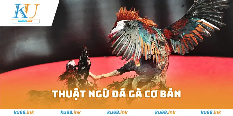 Thuật Ngữ Đá Gà –Kiến Thức Hay Và Hữu Ích Cho Kê Thủ 2025 2 Thuật ngữ đá gà cơ bản