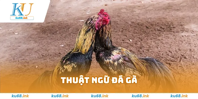 Thuật Ngữ Đá Gà –Kiến Thức Hay Và Hữu Ích Cho Kê Thủ 2025